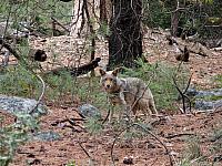 FAUNE 4 (16).JPG